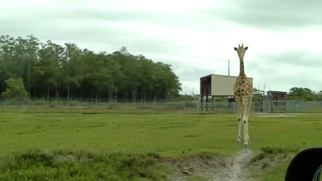 Очень длинношеее животное (самое интересное с 0:49) смотреть онлайн
