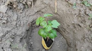 Як посадити вегетуючі садженці винограду Морозостійкий виноград Альбіна виноград Маріша Карбонадо