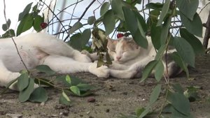 Mama cat cries for the kitten trapped in the ventilation shaft. Kitten Rescue. Before & After