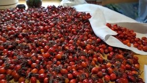 Белые червячки в шиповнике