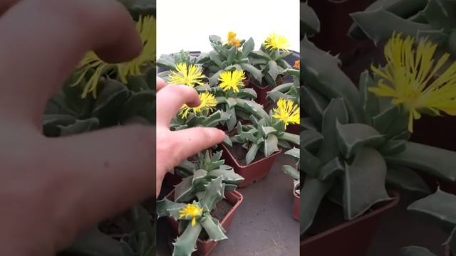 Фаукария Босха (Faucaria bosscheana)