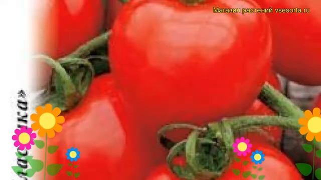 Томат Подарочный. Краткий обзор, описание характеристик, где купить семена solánum lycopérsicum смотреть онлайн