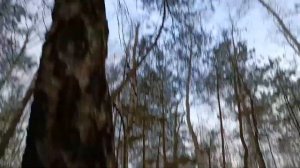 Гриб чага. Как выглядит, где искать и как собирать. Лекарственные грибы