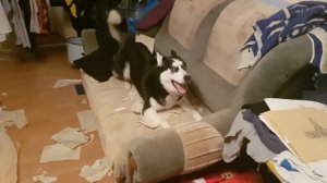 Одна собака сделала ЭТО? Хаски разнесла квартиру!