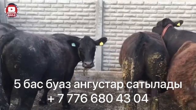 Буаз ангустар сатылады 600 000тг-1345$