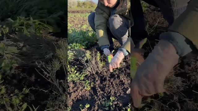 Обрезка лаванды