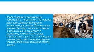Сельскохозяйственные животные. Коровы природоведение 6 кл.mp4