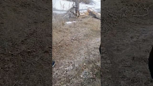 Охота на бобра (part 1) смотреть онлайн