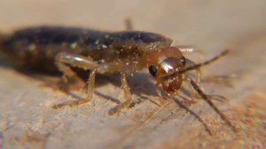 Двухвостка