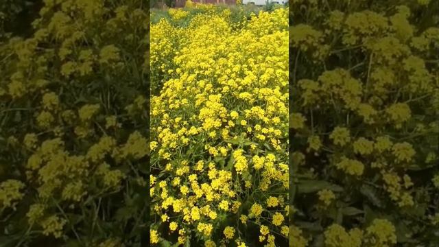 Что цветёт в саду на 10 июня