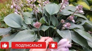Хоста Canadian Blue в саду