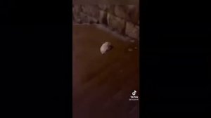 Оригинал видео "Ху хо хо, я не понял че шо Таймсквер. Думал крыса огромная бежит а це пакет"