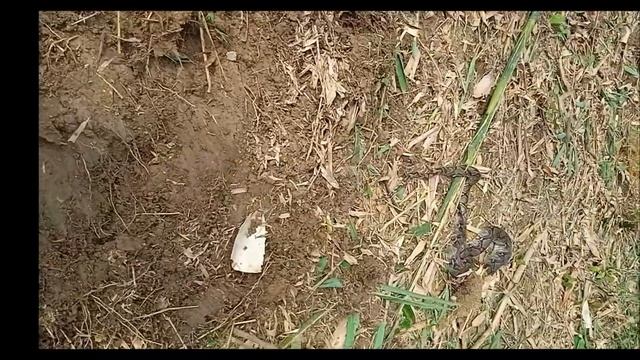 Ular sawa tukar kulit berkutu babi di kebun смотреть онлайн