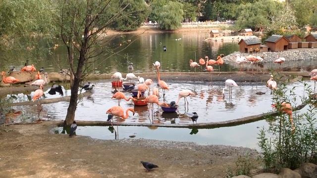 Розовые Фламинго. Удивительно красивые птицы. (Эмилия) # Pink Flamingos. Beautiful birds. смотреть онлайн
