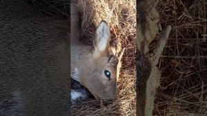 Охота на самца косули с подхода, с Барс 4-1 223 rem.