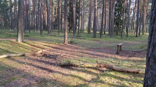 Гуляем в лесу на озере.                   Посёлок  Гезгалы.