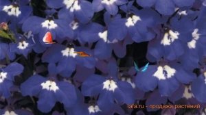 Лобелия прямостоячая Блю Айс ? лобелия Блю Айс обзор: как сажать семена лобелии Блю Айс