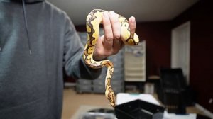 Pearl Burmese Python - Orange Dream, Mahogany- BALL PYTHON COMBOS !!!!!!