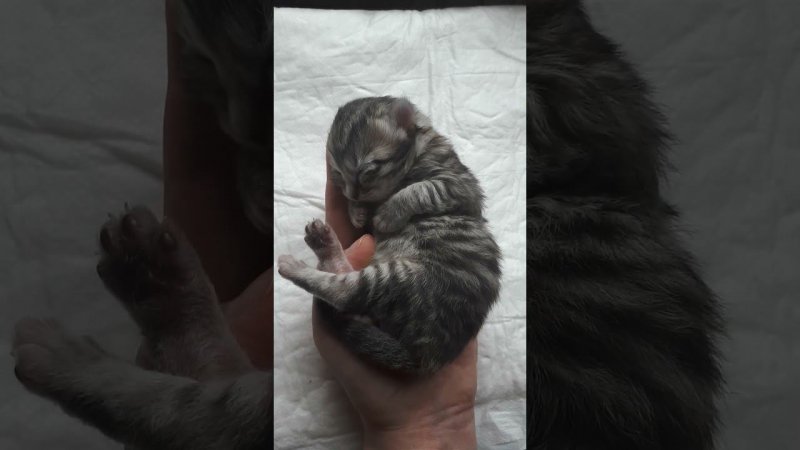 Сибирский Елисей) 6 дней