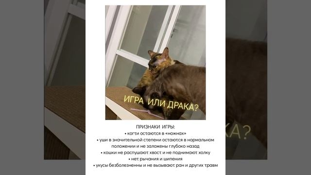 Как отличить кошачью драку от игры?