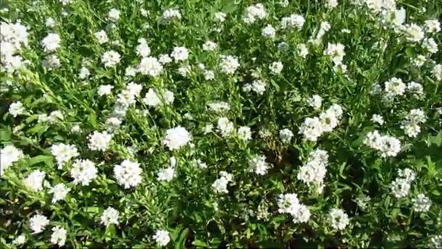 Природный релакс. Лиловый закат в небесах. смотреть онлайн