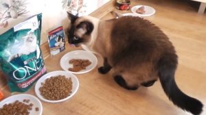 Шведский стол для кошки, A buffet for the cat.