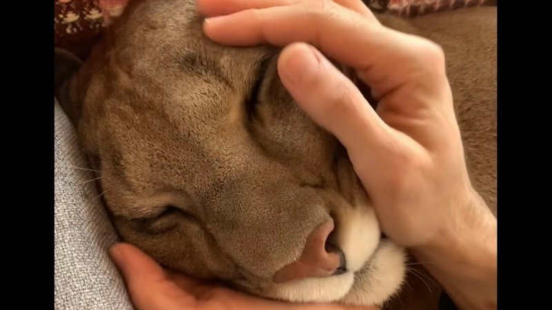 Массаж плюшевой мордашки. face massage for plush cougar Messi