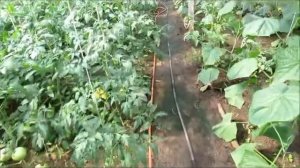 Запрещенный пепел в использовании под овощные культуры...