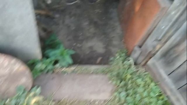 Устройство и работа кукурузной лущилки.