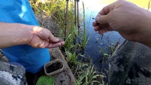 Ловля карася и линя в окнах травы. Рыбалка на удочку в июле.
