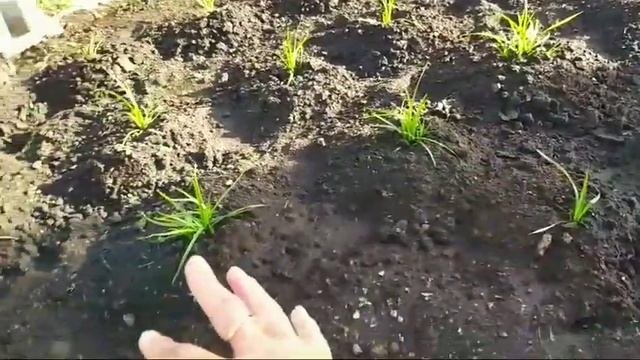 Что происходит с ЧУФОЙ (миндальный земляной орех) на грядке (17июня)!!!