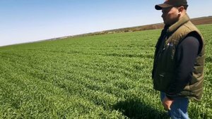 Овёс и Ячмень Хайлайт. Strip-till vs No-till, что лучше!?