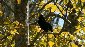 Санаторий "Заря" (Кисловодск)