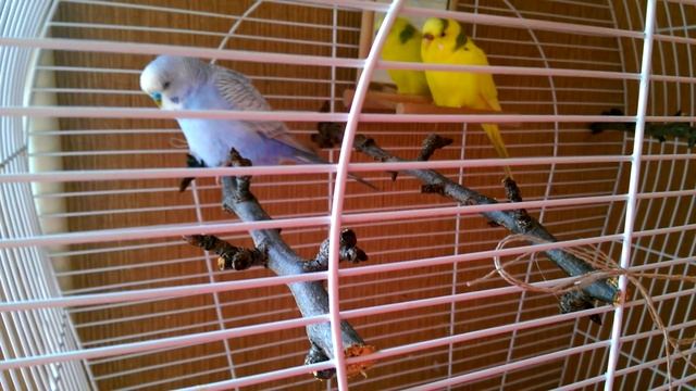 Жердочки в клетку для попугая смотреть онлайн