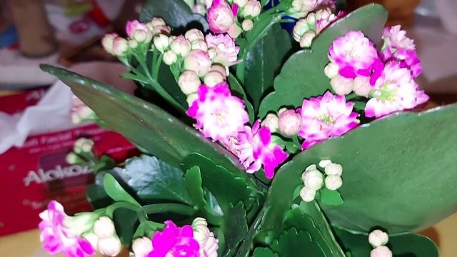 Каланхоэ Блоссфельда  и Каланхоэ Пламенное ( или каланхое Манзини?)