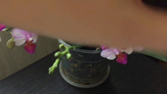 Phalaenopsis Liu's Cute Angel смотреть онлайн