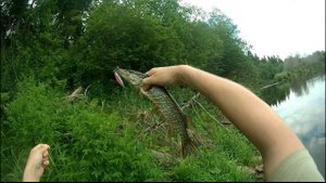 Ловля окуня, щуки на спиннинг (отпуск 2015 - день третий)