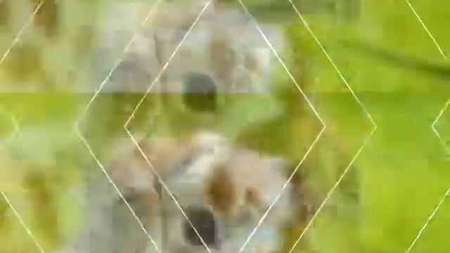 Няшные собачки,кролики,хомечки