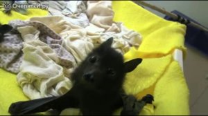 Милые детёныши летучей мыши