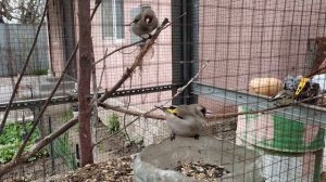 Певчие птицы Алматы. Щеглы. Вольер для птиц.