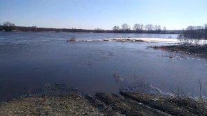 Паводок. село Семилуки. Воронежская область.
