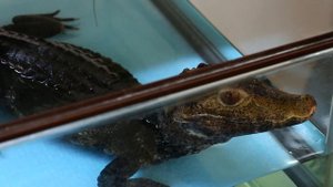 #Крокодилы, крокодильчики и крокодилище-монстр