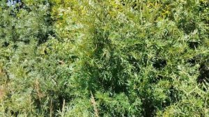 Дом 110 м.кв. в Щелково.