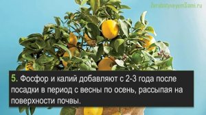 Выращивание лимона в горшке в домашних условиях 10 советов