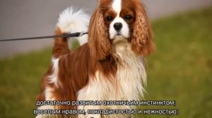 Кавалер-кинг-чарльз-спаниель: описание породы, характер