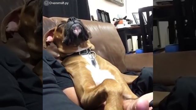 Пса клонит в сон смотреть онлайн