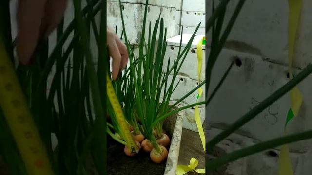 Грунт для выгонки лука на перо. За 16 дней без Химии!!!! смотреть онлайн