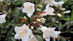 Вейгела цветущая Блэк энд Вайт (weigela florida) ? обзор: как сажать, саженцы вейгелы Блэк энд Вайт