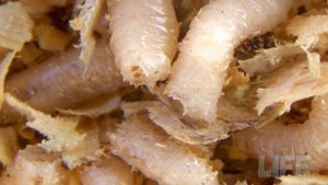На что ловить хариуса зимой? Мотыль, червь, опарыш, блесна, силикон!