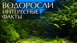 Водоросли. Интересные факты